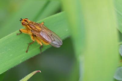 <i>Scathophaga stercoraria</i>