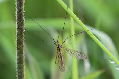 <i>Nephrotoma appendiculata</i>