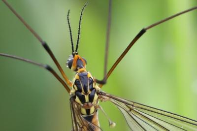 <i>Nephrotoma appendiculata</i>