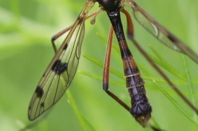 <i>Ptychoptera contaminata</i>