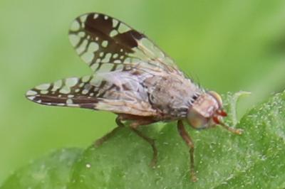 <i>Tephritis neesii</i>