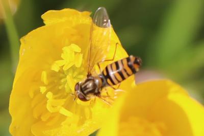 <i>Episyrphus balteatus</i>