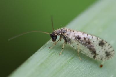 <i>Micromus variegatus</i>