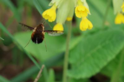 <i>Bombylius discolor</i>