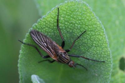 Empis marqueté