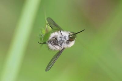 <i>Bombylius</i>