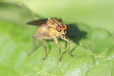 <i>Scathophaga stercoraria</i>