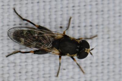 <i>Syritta pipiens</i>