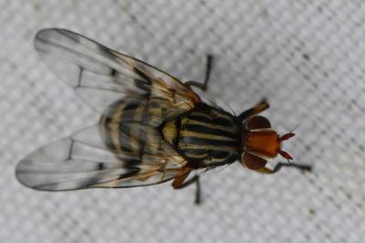 <i>Otites porcus</i>