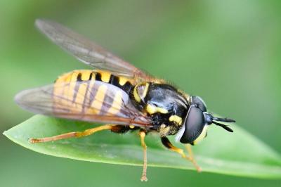 <i>Chrysotoxum cautum</i>