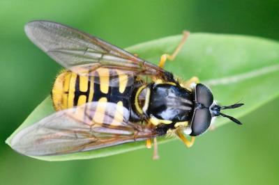 <i>Chrysotoxum cautum</i>