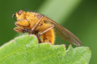 <i>Scathophaga stercoraria</i>