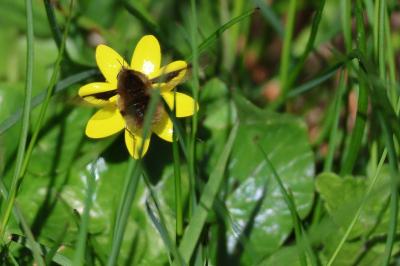 <i>Bombylius major</i>