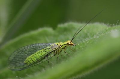 <i>Hypochrysa elegans</i>