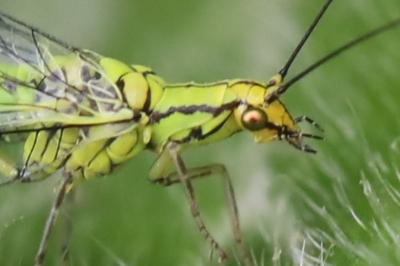 <i>Hypochrysa elegans</i>