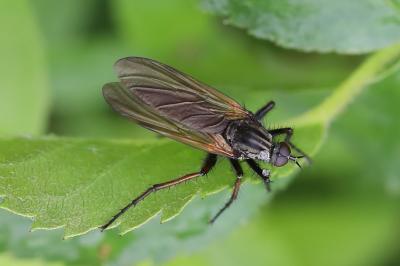 Empis marqueté