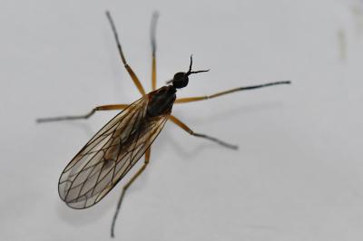 <i>Empis trigramma</i>
