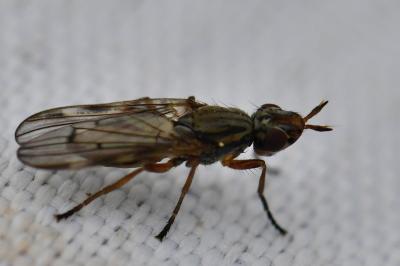 <i>Dorycera graminum</i>