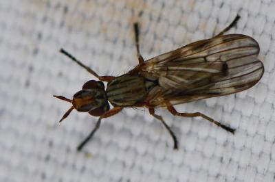 <i>Dorycera graminum</i>