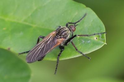 Empis marqueté