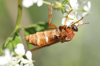 <i>Coenomyia ferruginea</i>