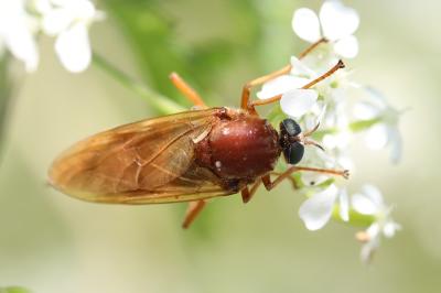 <i>Coenomyia ferruginea</i>