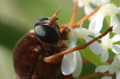 <i>Coenomyia ferruginea</i>