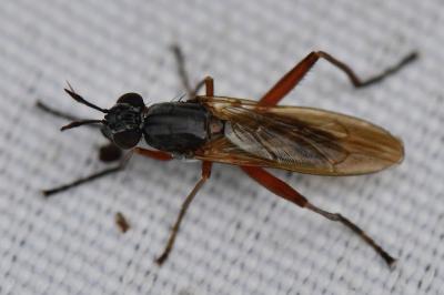 Sepedon sphegea