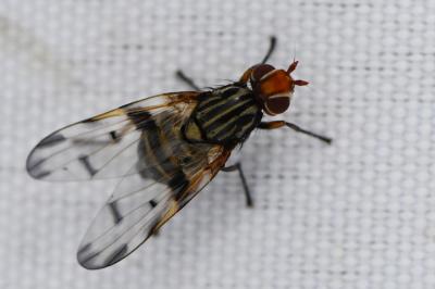 <i>Otites porcus</i>