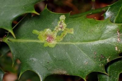 <i>Phytomyza ilicis</i>