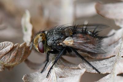 <i>Gonia vacua</i>