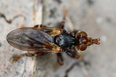 Myopa testacea