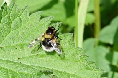 <i>Volucella bombylans</i>