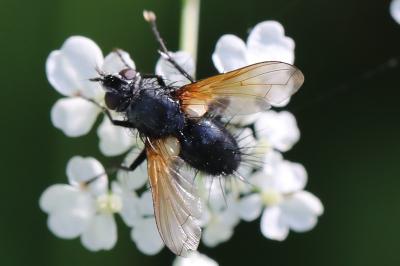 <i>Zophomyia temula</i>