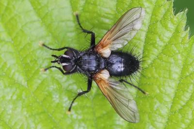 <i>Zophomyia temula</i>