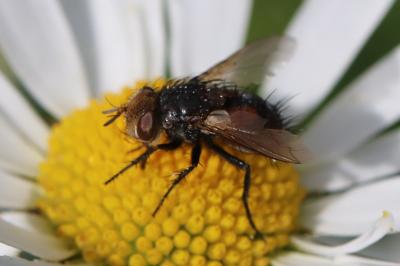 <i>Gonia vacua</i>