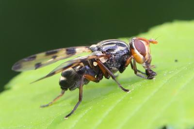 <i>Otites porcus</i>