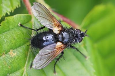 <i>Zophomyia temula</i>