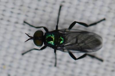 <i>Actina chalybea</i>