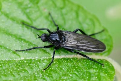 <i>Empis ciliata</i>