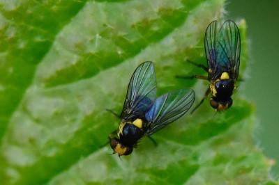 <i>Liriomyza</i>