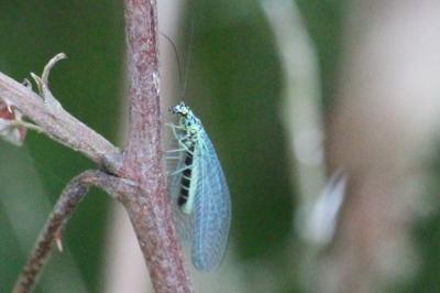 <i>Chrysopa perla</i>