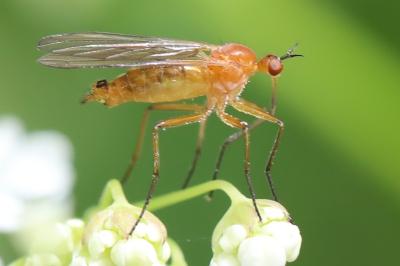 <i>Empis lutea</i>
