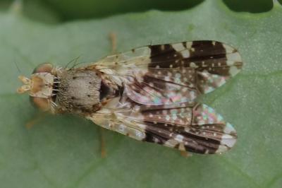 <i>Tephritis formosa</i>