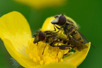 <i>Eurimyia lineata</i>