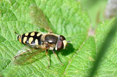 <i>Eupeodes corollae</i>