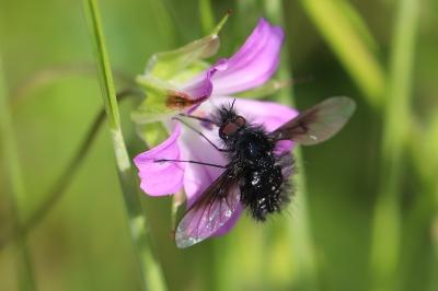 <i>Bombylella atra</i>