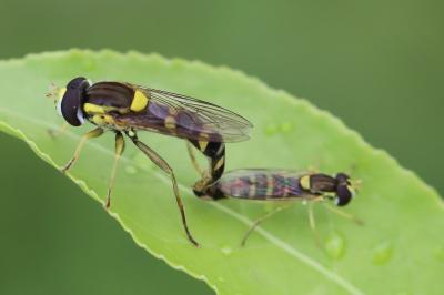 <i>Sphaerophoria scripta</i>
