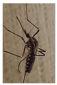 <i>Aedes geniculatus</i>