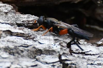 <i>Chalcosyrphus femoratus</i>
